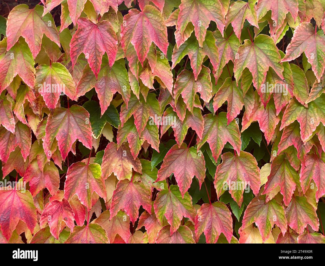 Un superbe affichage de lierre rouge et vert couvrant gracieusement un mur, peignant une tapisserie d'automne vivante. Les feuilles entrelacées capturent l'essence de n Banque D'Images