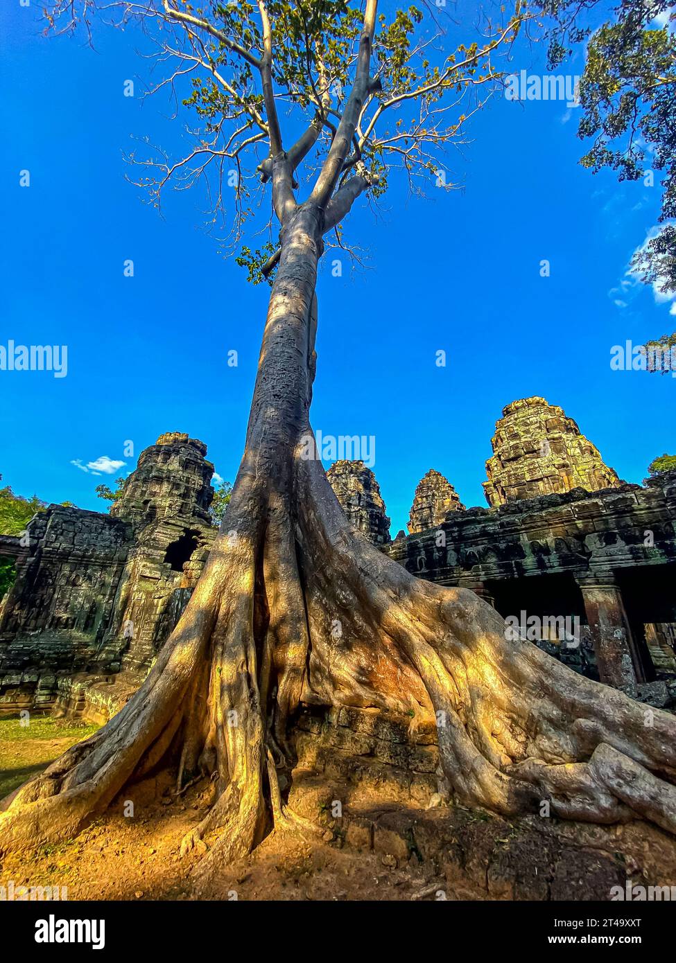 Ta Prohm, un temple mystérieux de la civilisation khmère, situé sur le territoire d'Angkor au Cambodge. Banque D'Images