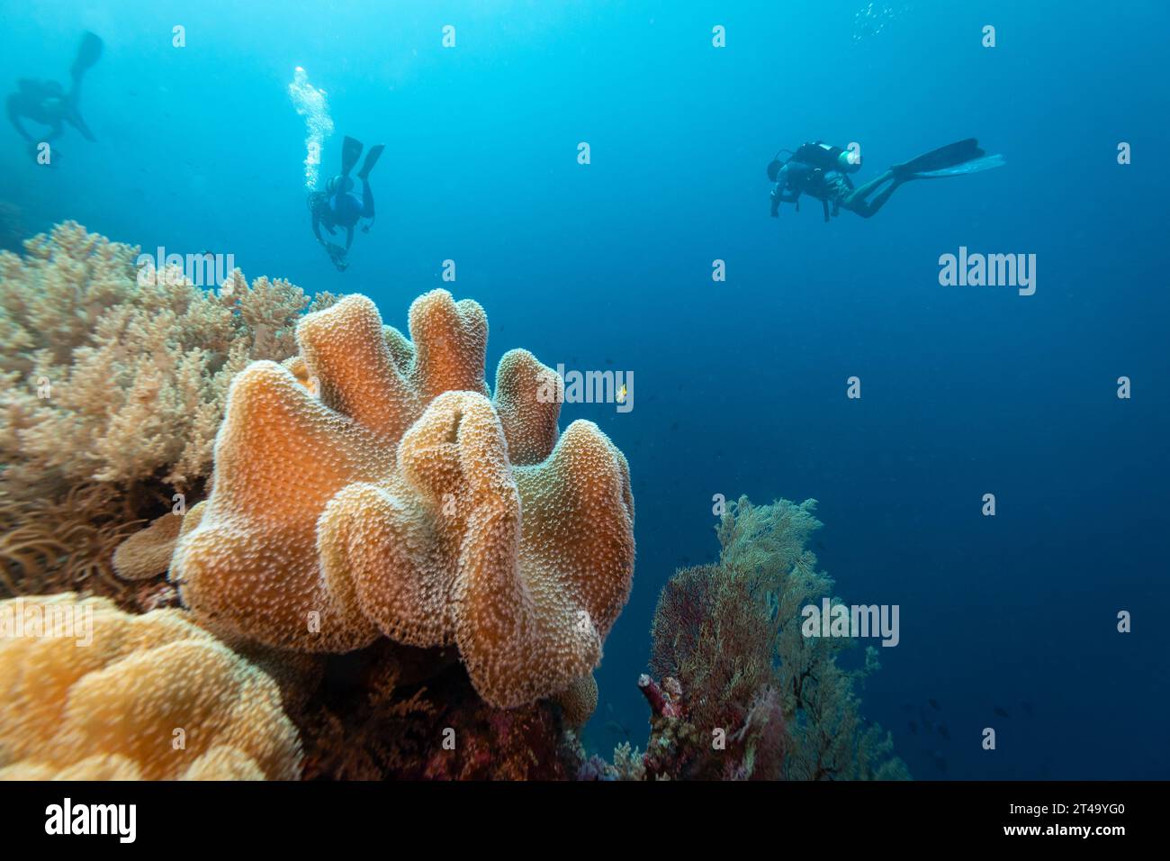 Groupe de plongeurs nageant devant un grand tabouret en cuir corail, Sarcophyton glaucum, affleurant alors qu'ils nagent dans les eaux tropicales bleues Banque D'Images