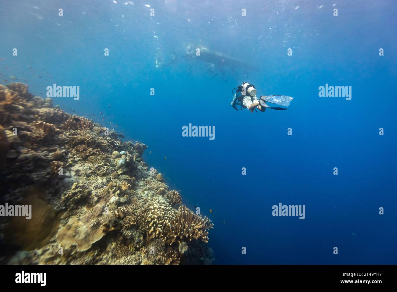 Plongée sous-marine monte et retourne en bateau tout en plongeant dans les eaux bleues tropicales au-dessus d'un récif de corail Banque D'Images