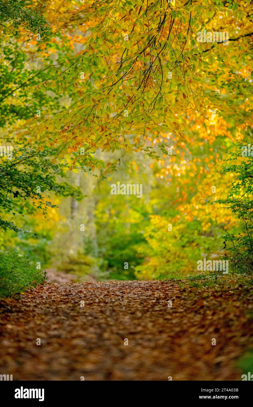 Sherwood Forest, une piste cyclable nationale bordée d'arbres avec les arbres dans leur couleur d'automne. Banque D'Images