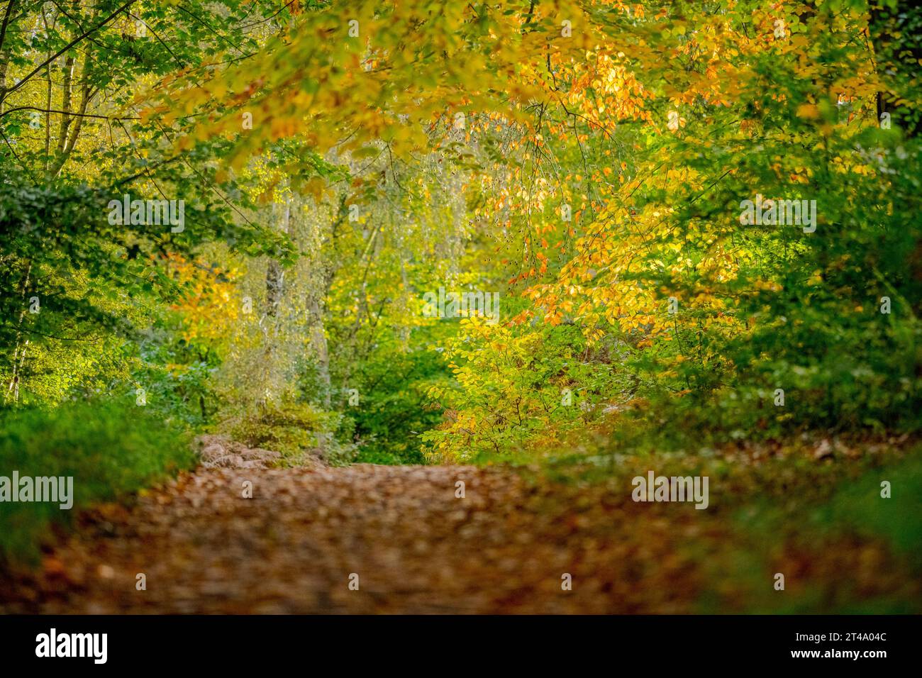 Sherwood Forest, une piste cyclable nationale bordée d'arbres avec les arbres dans leur couleur d'automne. Banque D'Images