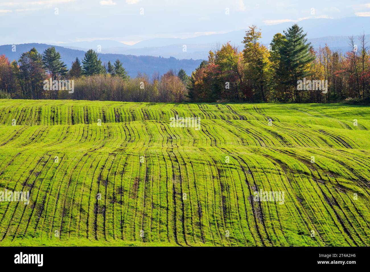 Champ d'automne vert ondulé dans les montagnes vertes du Vermont après que le fumier vient d'être épandu. Banque D'Images