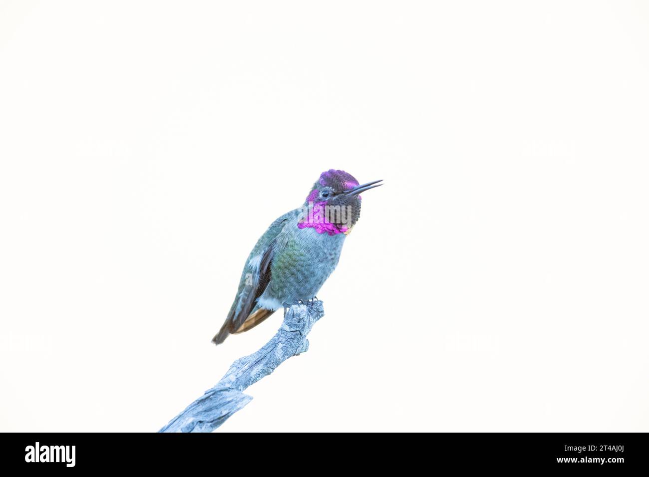 Anna's Male Hummingbird sur Perch Beak ouvert Banque D'Images