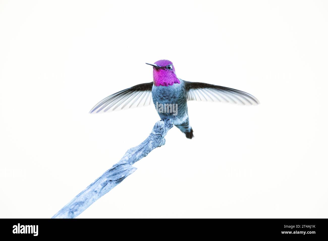 Anna's Male Hummingbird Landing sur Perch Banque D'Images