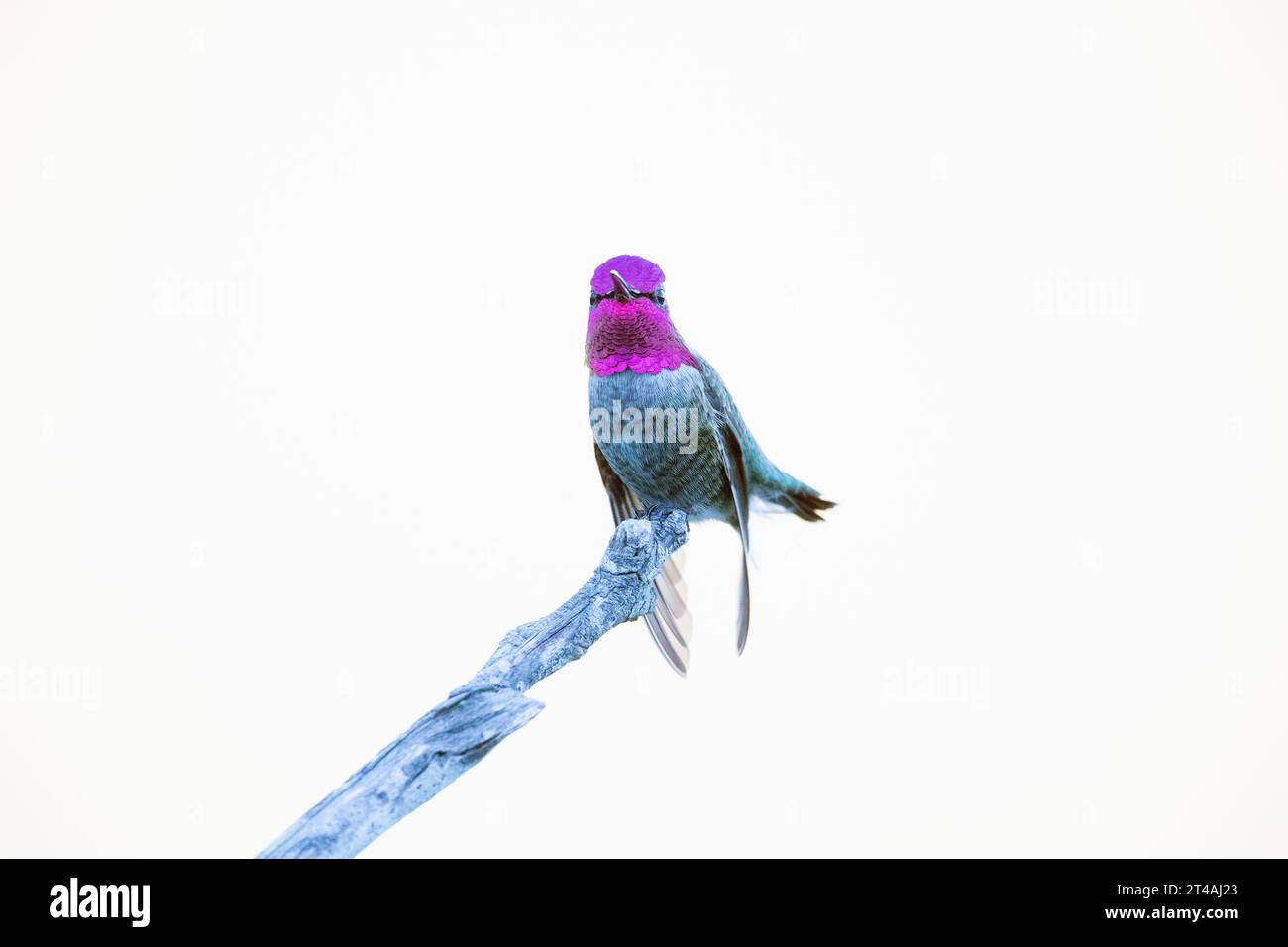 Le colibri mâle d'Anna percha des ailes pendantes Banque D'Images