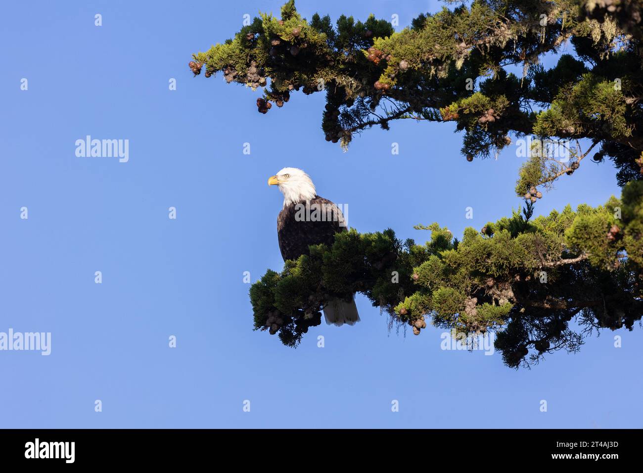 Bald Eagle adulte dans Pine Tree Banque D'Images