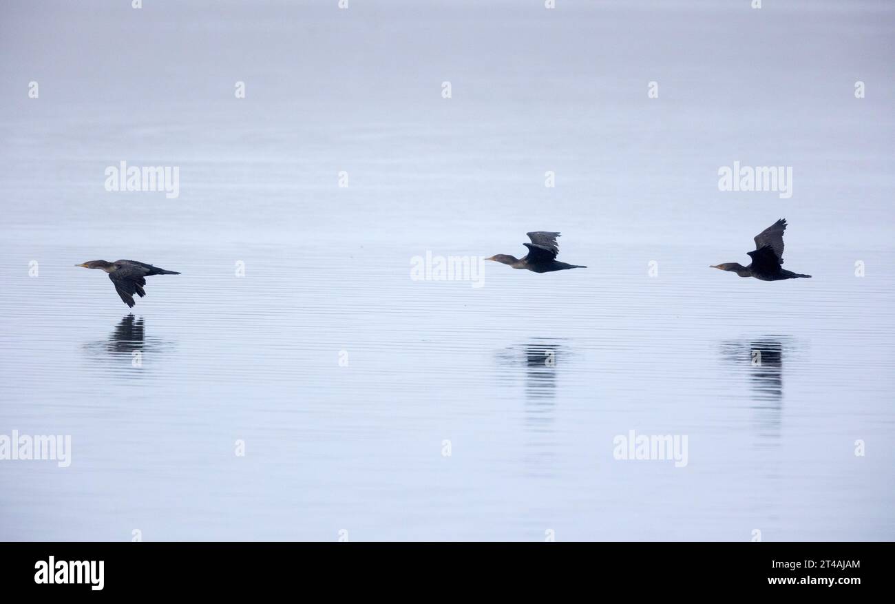 Trois cormorans à double crête volant à basse altitude Banque D'Images