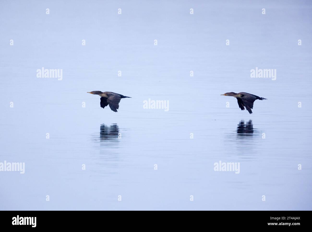 Deux cormorans à double crête volant bas au-dessus de l'eau Banque D'Images