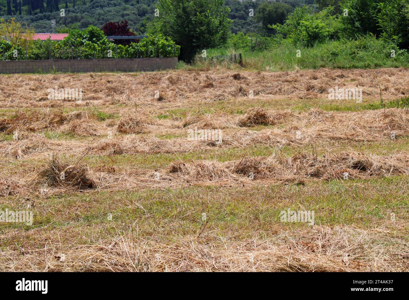 Une nouvelle loi en Grèce a été adoptée ordonnant aux propriétaires fonciers de couper leur herbe et de nettoyer les débris pour éviter le risque de feux de forêt Banque D'Images