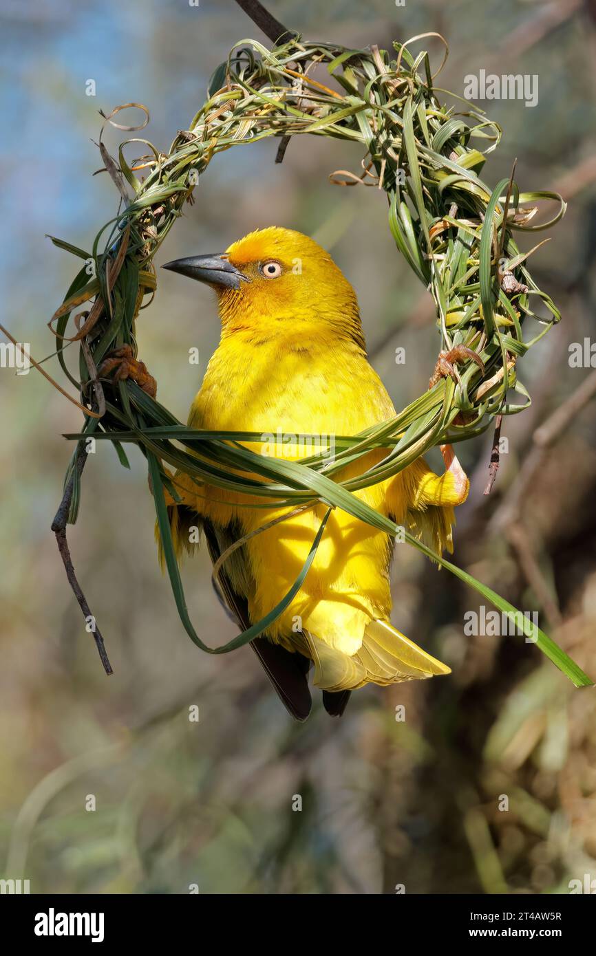 Tisserand du Cap mâle (Ploceus capensis) construisant un nid, Afrique du Sud Banque D'Images