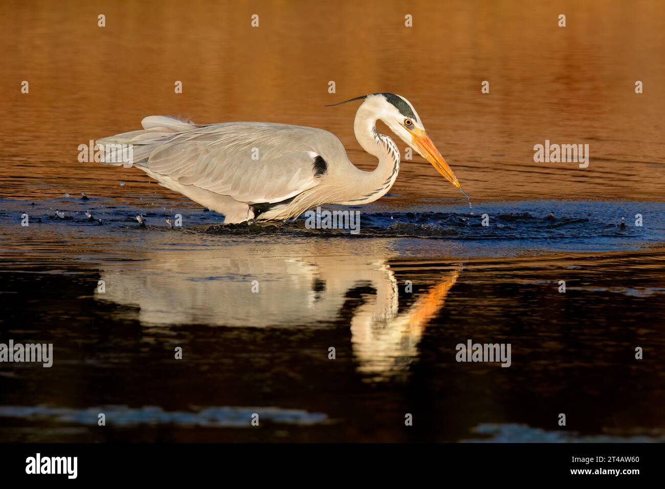 Un héron gris (Ardea cinerea) chasse en eau peu profonde, Afrique du Sud Banque D'Images