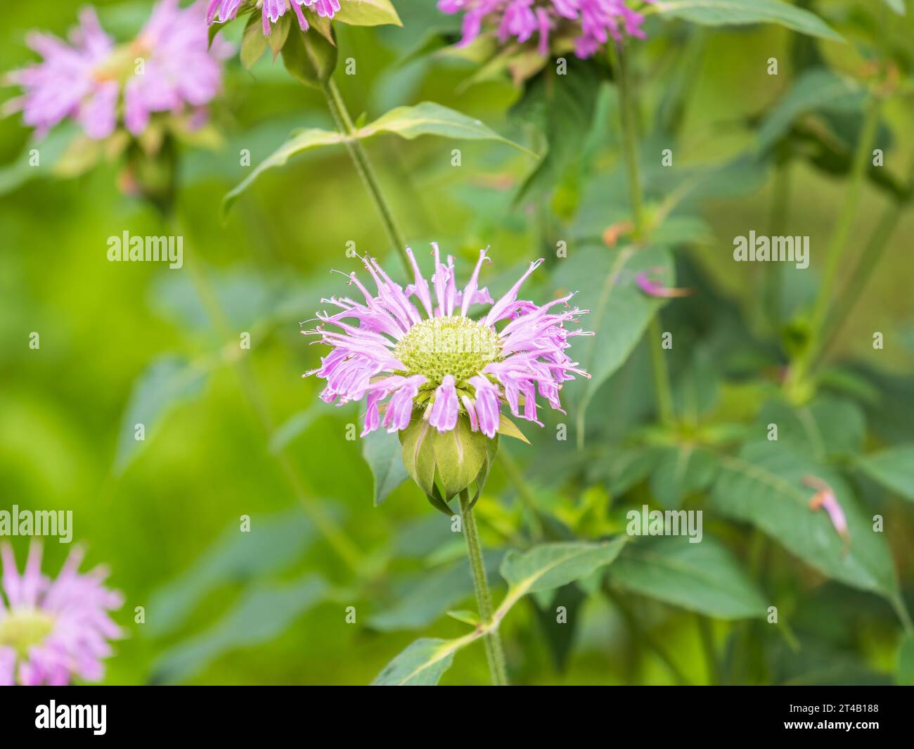 Plante de baume d'abeille rose brillant, monarda didyma, soulignée par le soleil du matin. Belle fleur rose gros plan Banque D'Images