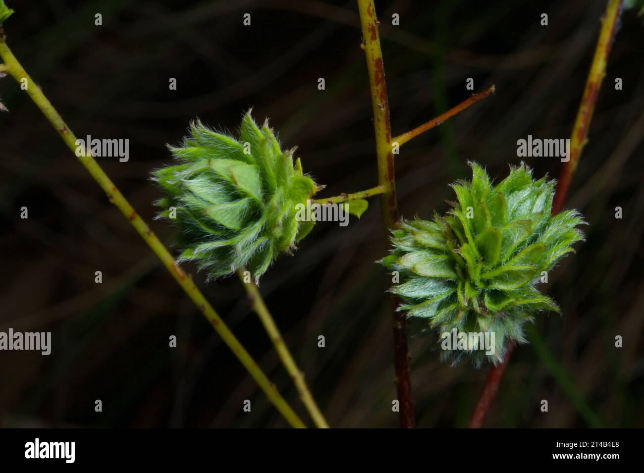 Très difficile de dire quelle plante il s'agit de bourgeons de feuilles éclatants, mais ils ont l'air si frais et débordant de vie. Trouvé à Hochkins Ridge Flora Reserve. Banque D'Images