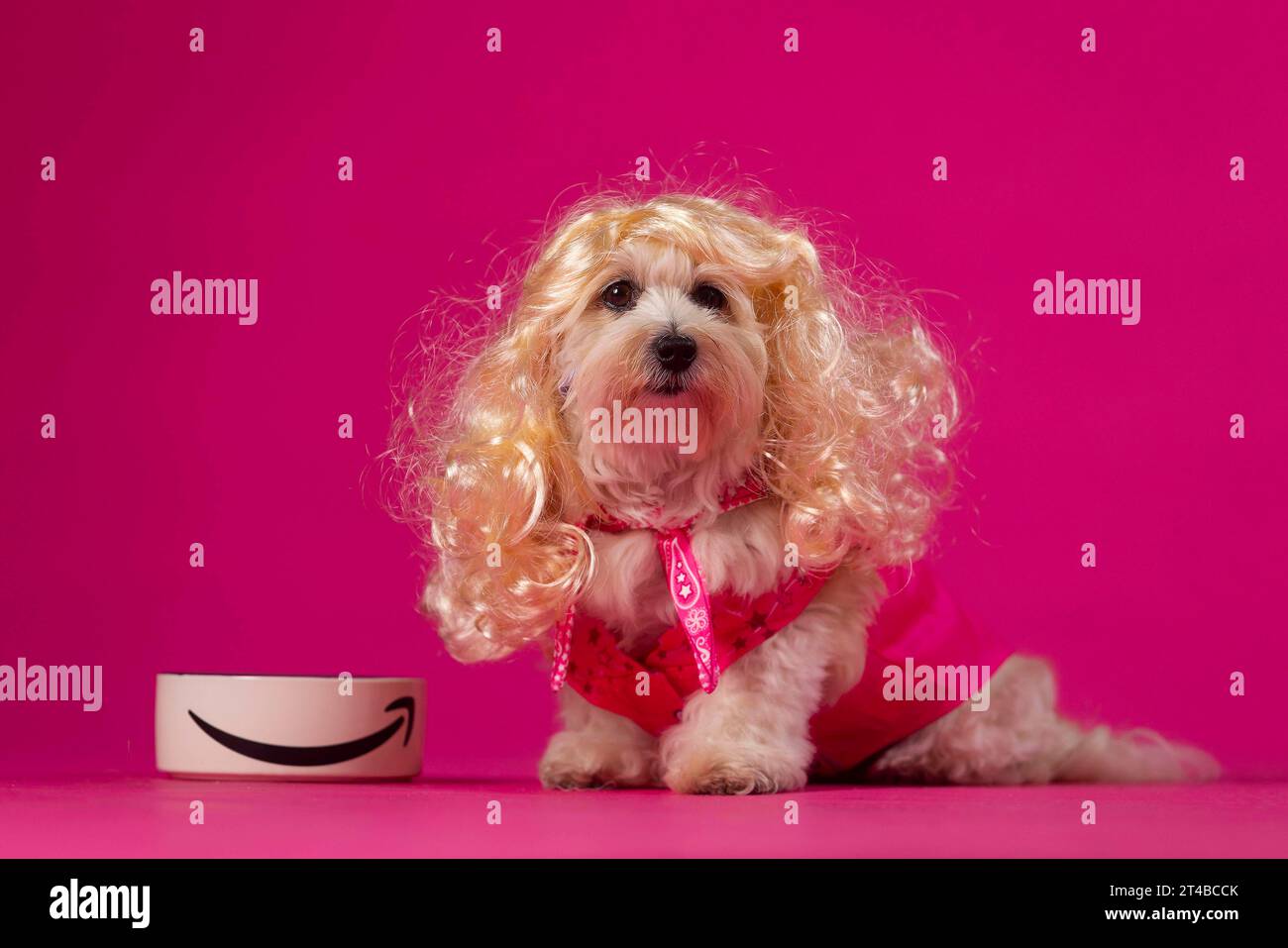 USAGE ÉDITORIAL SEULEMENT Betty the Maltese Yorkshire Terrier Cross modélise un costume de Barbie, l'un des costumes d'Halloween pour animaux de compagnie les plus populaires d'Amazon au Royaume-Uni, suite à des recherches qui révèlent que plus de la moitié des propriétaires d'animaux dépenseront plus de temps et d'argent pour leurs animaux de compagnie qu'eux cette année. Date de parution : lundi 30 octobre 2023. L'étude révèle également que les costumes sur le thème du cinéma et de la télévision sont devenus plus populaires, Barbie et Ken faisant partie des 10 costumes les plus vendus pour animaux de compagnie. Le crédit photo devrait se lire : David Parry/PA Wire Banque D'Images