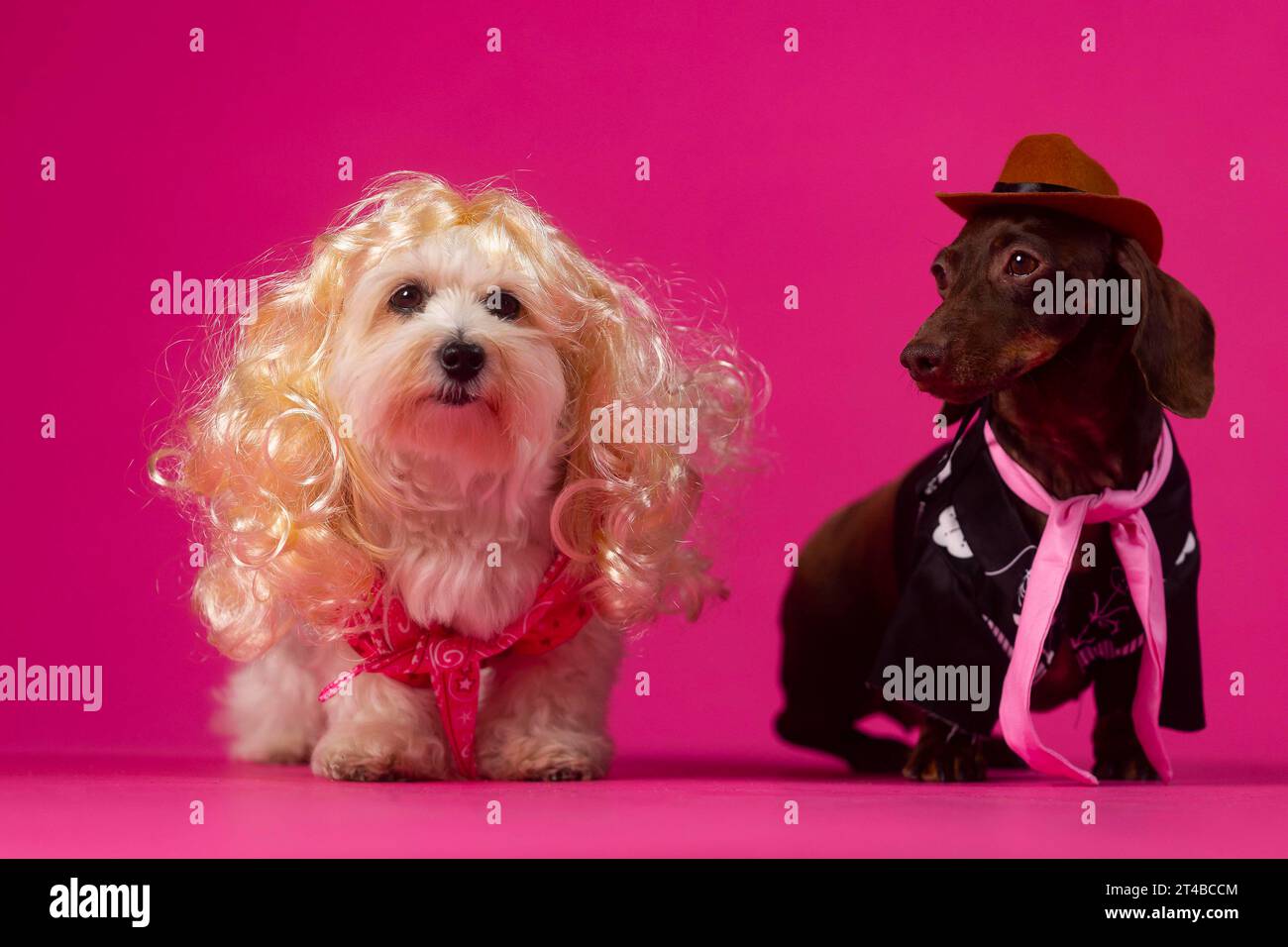 USAGE ÉDITORIAL SEULEMENT Betty the Maltese Yorkshire Terrier Cross et Eccles le modèle de teckel Barbie et Ken costumes, certains des costumes d'Halloween pour animaux de compagnie les plus populaires d'Amazon UK, après une recherche qui révèle que plus de la moitié des propriétaires d'animaux de compagnie dépenseront plus de temps et d'argent pour leurs animaux de compagnie qu'eux-mêmes cette année. Date de parution : lundi 30 octobre 2023. L'étude révèle également que les costumes sur le thème du cinéma et de la télévision sont devenus plus populaires, Barbie et Ken faisant partie des 10 costumes les plus vendus pour animaux de compagnie. Le crédit photo devrait se lire : David Parry/PA Wire Banque D'Images