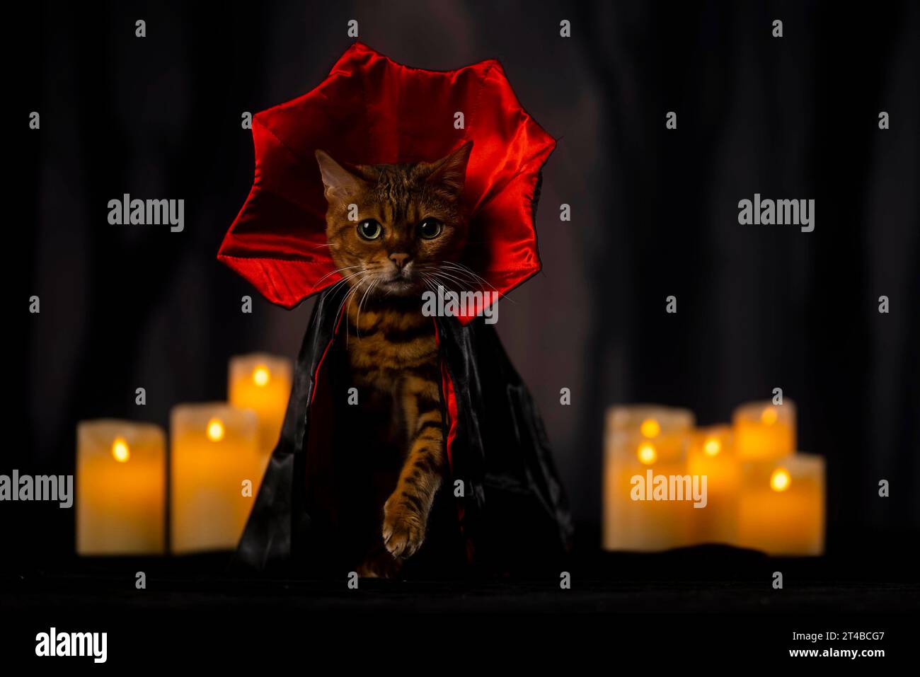 USAGE ÉDITORIAL SEUL Un chat bengal modélise un costume de vampire, l'un des costumes d'Halloween pour animaux de compagnie les plus populaires d'Amazon au Royaume-Uni, suite à des recherches qui révèlent que plus de la moitié des propriétaires d'animaux dépenseront plus de temps et d'argent pour leurs animaux de compagnie qu'eux cette année. Date de parution : lundi 30 octobre 2023. L'étude révèle également que les costumes sur le thème du cinéma et de la télévision sont devenus plus populaires, Barbie et Ken faisant partie des 10 costumes les plus vendus pour animaux de compagnie. Le crédit photo devrait se lire : David Parry/PA Wire Banque D'Images