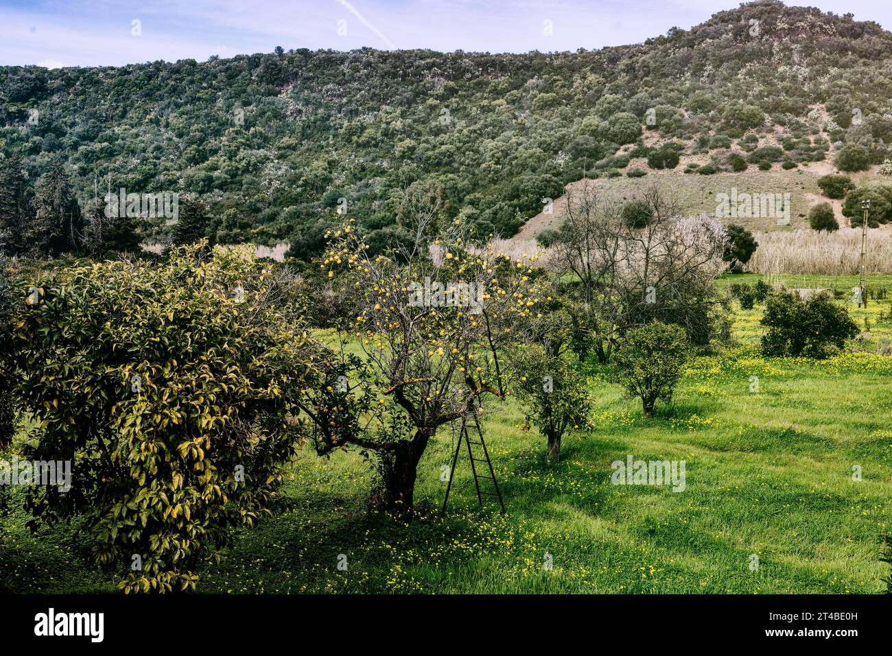 Récolte de citron, échelle debout près d'un citronnier avec des citrons mûrs dans une prairie, Bari Sardo, Ogliastra, Sardaigne, Italie Banque D'Images Récolte de citron, échelle debout près d'un citronnier avec des citrons mûrs dans une prairie, Bari Sardo, Ogliastra, Sardaigne, Italie Banque D'Images