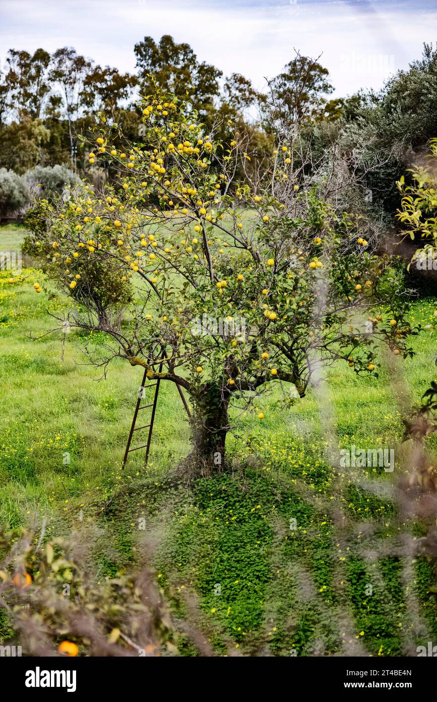 Récolte de citron, échelle debout près d'un citronnier avec des citrons mûrs dans une prairie, Bari Sardo, Ogliastra, Sardaigne, Italie Banque D'Images Récolte de citron, échelle debout près d'un citronnier avec des citrons mûrs dans une prairie, Bari Sardo, Ogliastra, Sardaigne, Italie Banque D'Images