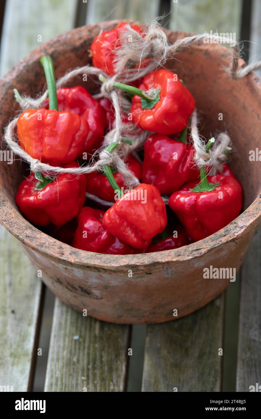 Capsicum chinense. Piments Scotch Bonnet attachés ensemble avec de la ficelle dans un pot de fleurs. ROYAUME-UNI Banque D'Images