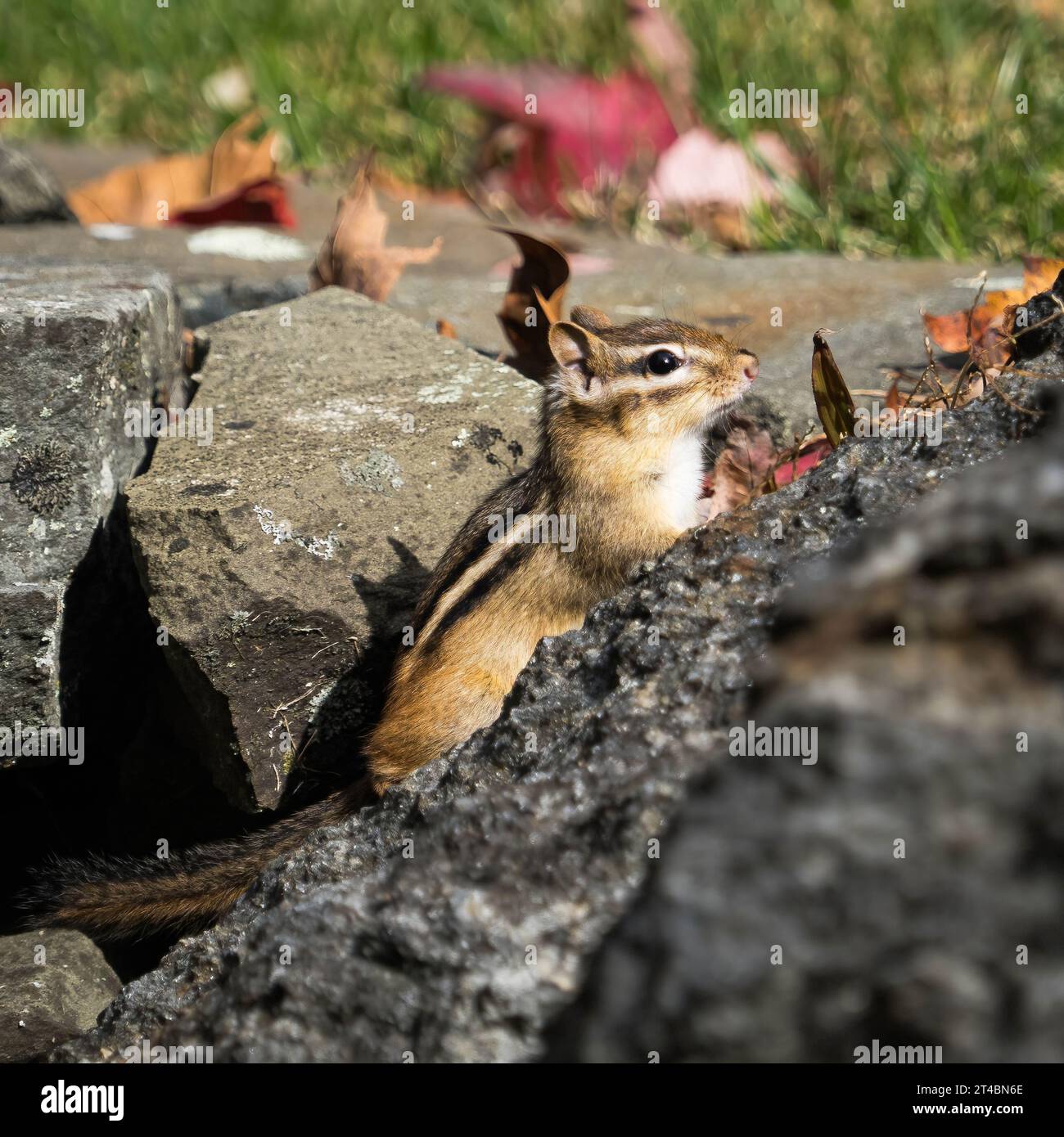 Un chipmunk sort de son antre dans un mur de pierres sèches Banque D'Images