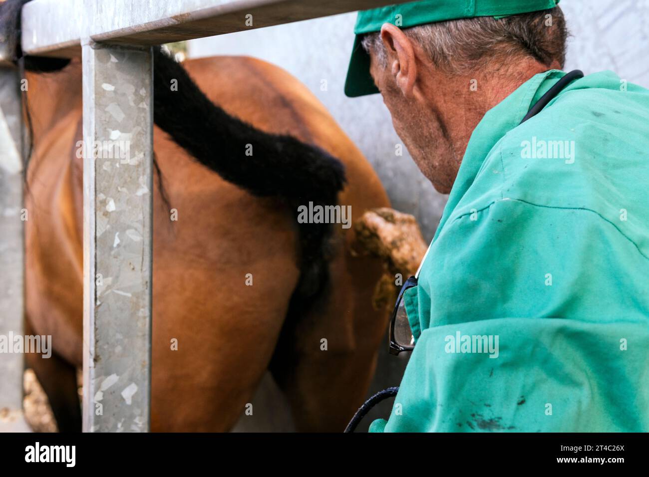 vétérinaire nettoyant une jument pour faire une échographie Banque D'Images