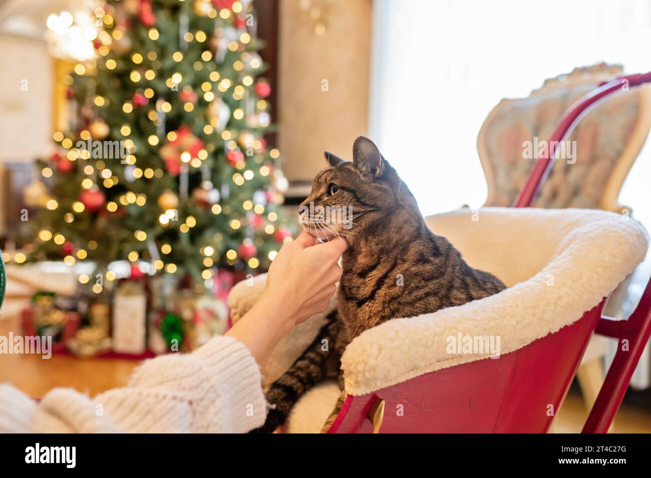 Chat tigre étant animal de compagnie au milieu d'un arbre de noël en arrière-plan Banque D'Images