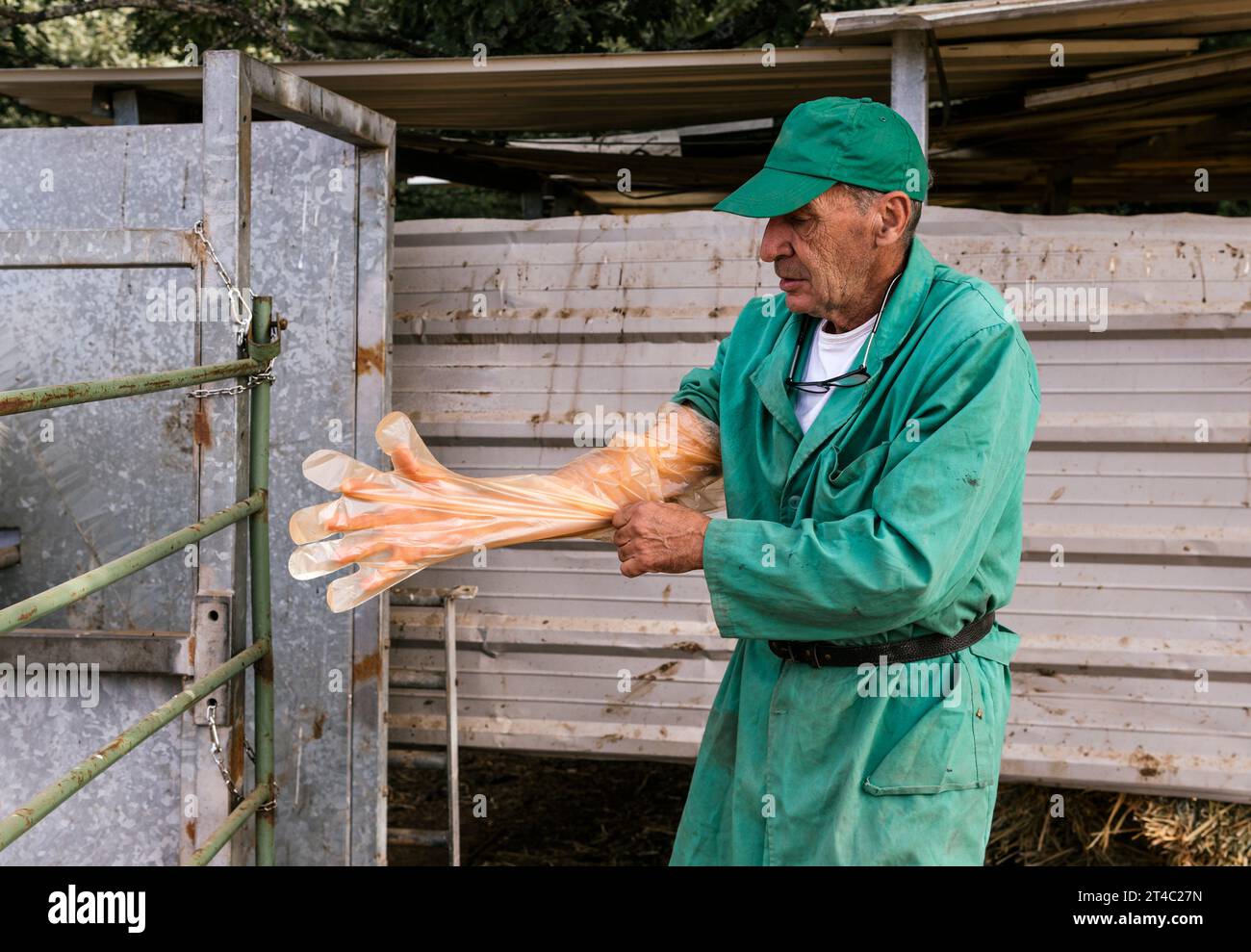 Homme vétérinaire mettant des gants en plastique Banque D'Images