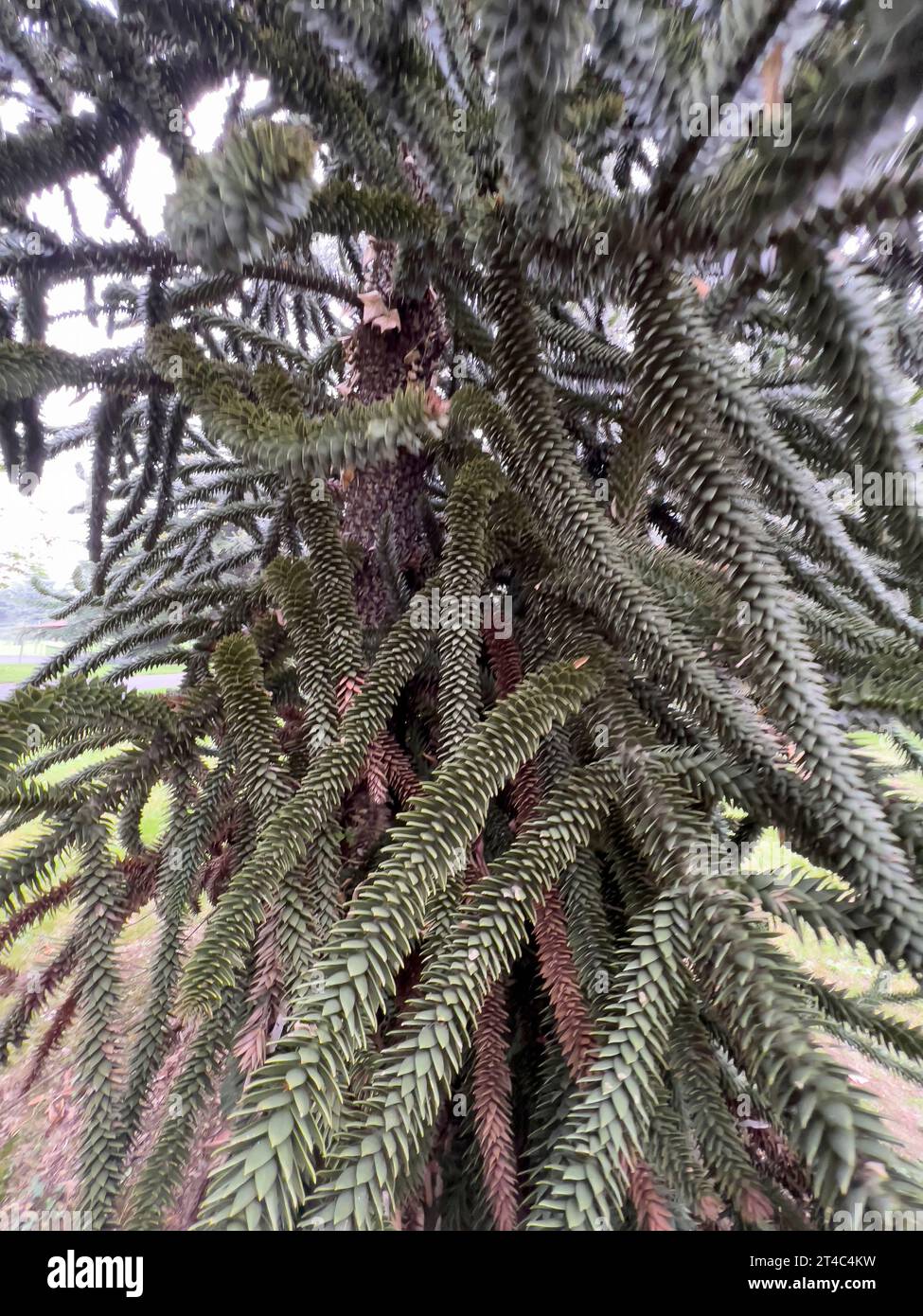 Araucaria araucana, détail des feuilles et des branches. Photo de haute qualité Banque D'Images