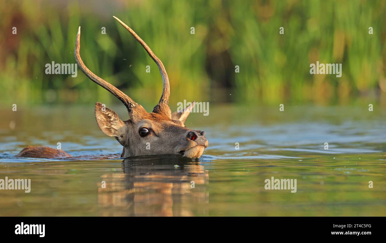 Cerf rouge regardant le photographe LONDON des images DRÔLES DE LA FAUNE montrent un cerf rouge traversant deux rives dans le sud de Londres Bushy Park à travers l'eau. Le r Banque D'Images
