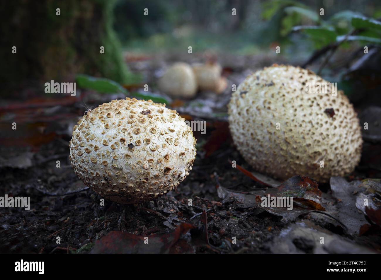 Un gros plan d'un champignon. Communément appelé boule de terre, Pseudoboletus parasiticus, également connu sous le nom de boule de poison en peau de porc ou boule de terre commune Banque D'Images