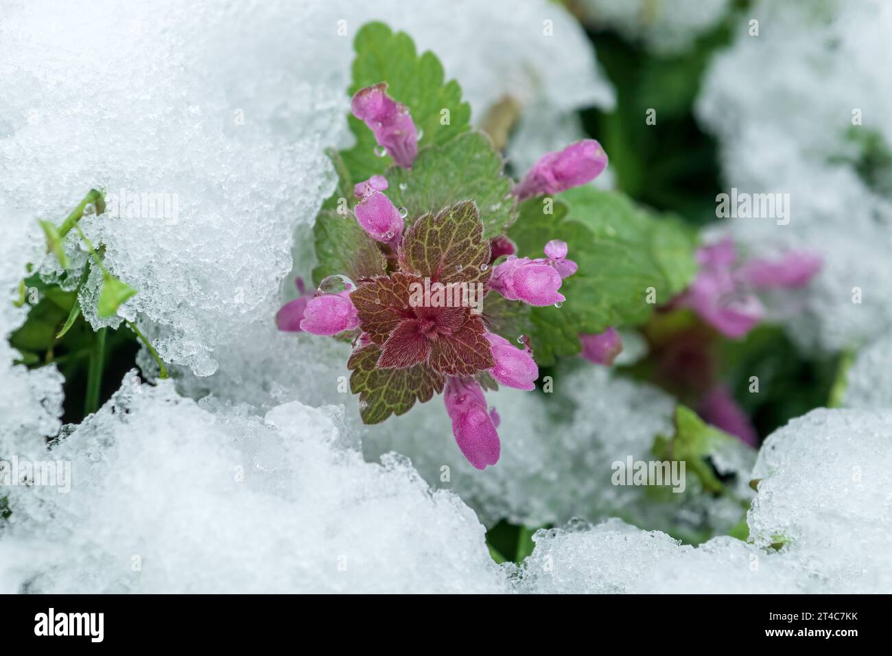 Ortie pourpre morte dans la neige, neige au printemps, mise au point sélective Banque D'Images