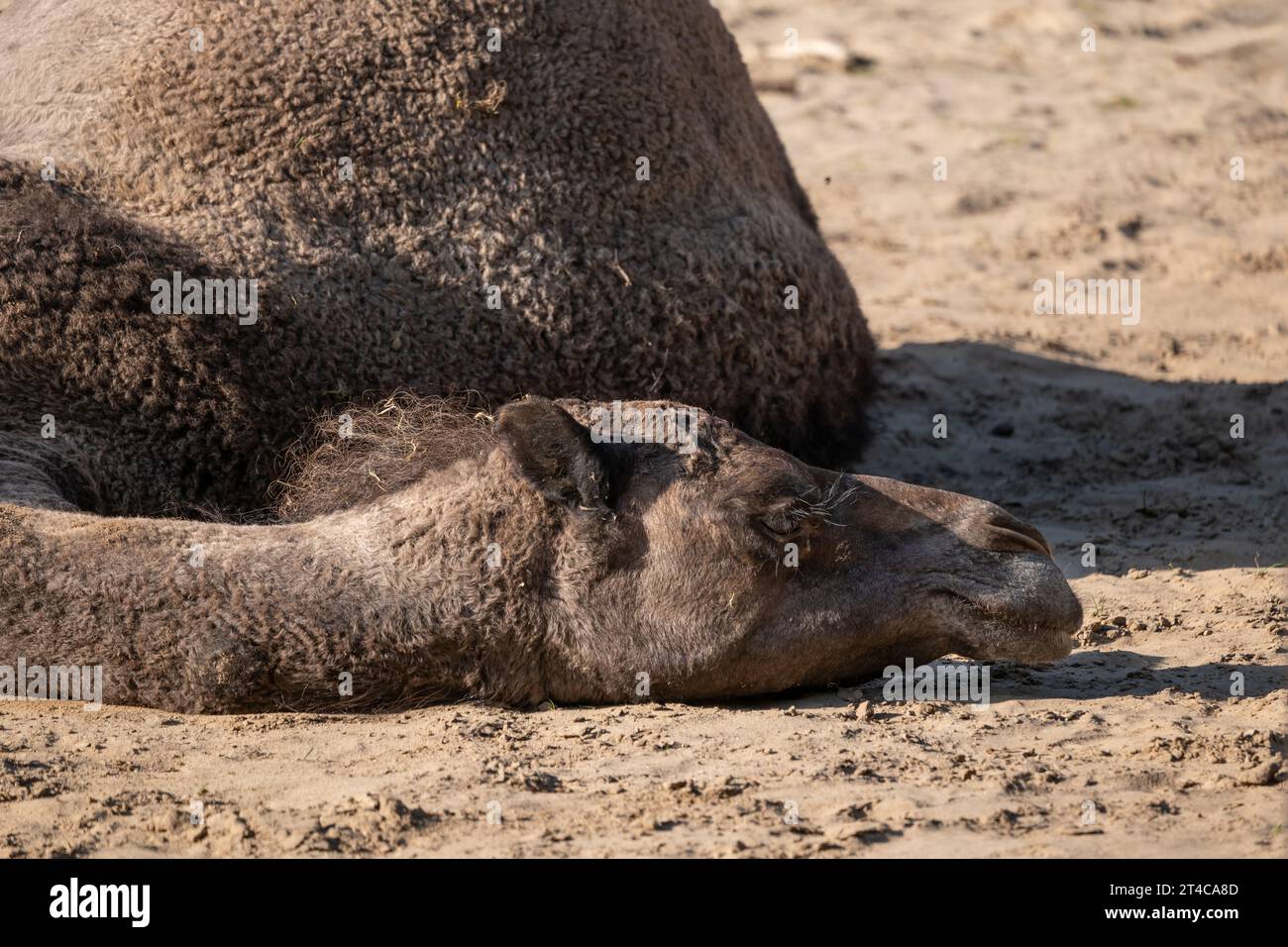Chameau dromadaire (Camelus dromedarius) couché avec la tête et le cou reposant sur le sol, autres noms : chameau somalien, chameau arabe ou chameau à bosse unique, Banque D'Images