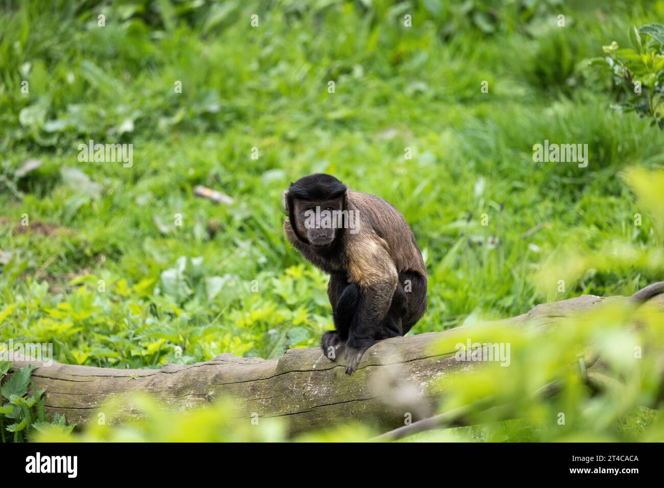 Capucin brun (Sapajus apella apella) sur tronc d'arbre mort, autres noms : capucins touffetés ou singe épingle. Primate du Nouveau monde dans la famille Cebidae, nativ Banque D'Images