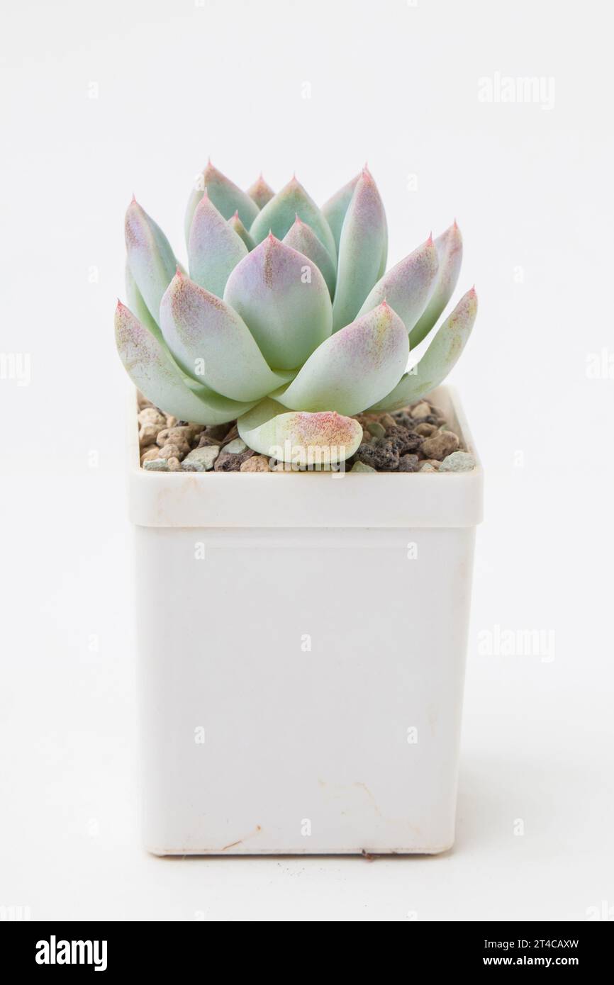 Succulent plante d'intérieur echeveria fantôme dans un pot en plastique blanc, arrangement de bouquet de rosette de petite fleur, design de décoration de la maison de fleur Banque D'Images