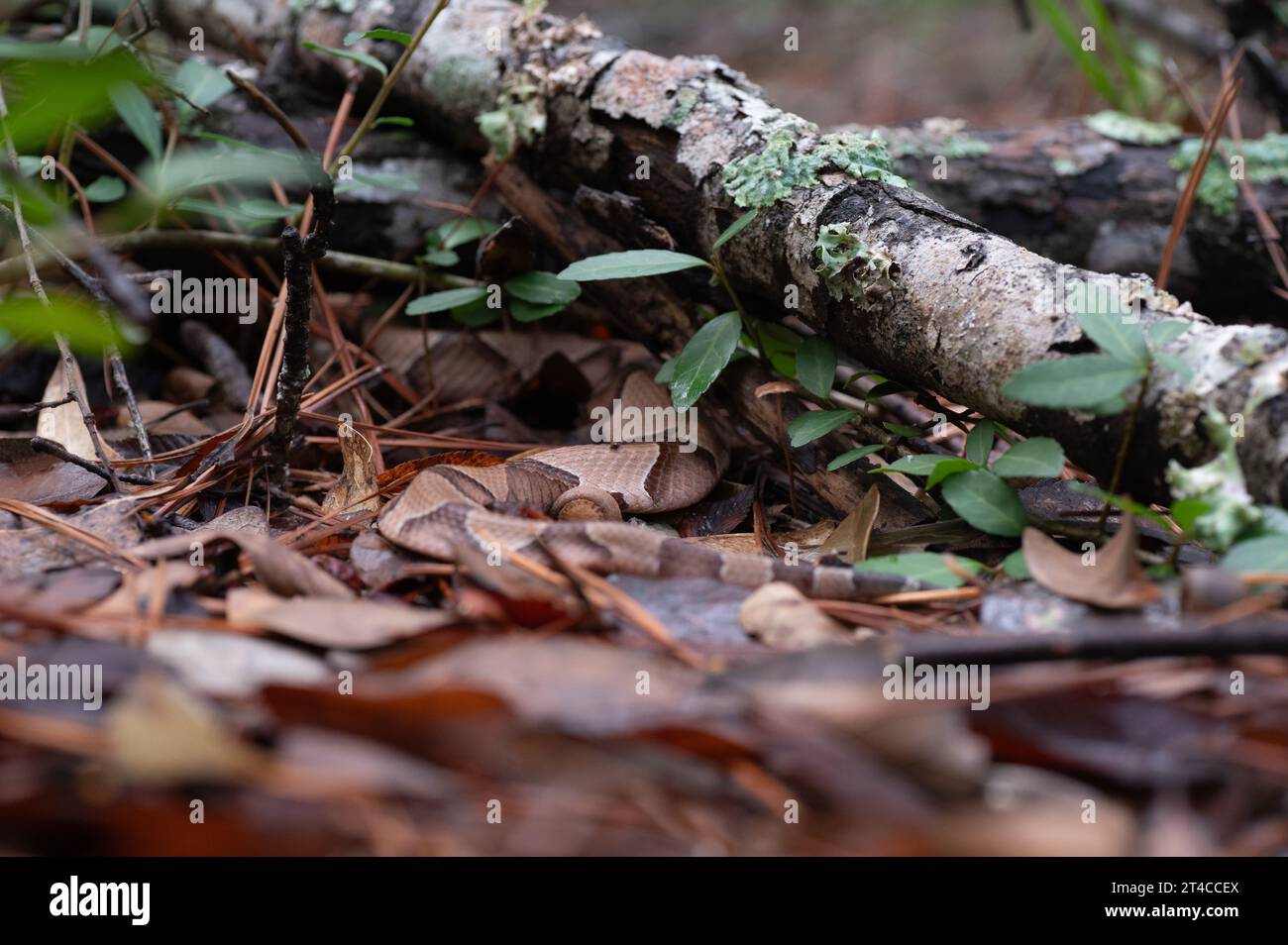 Un serpent taillis du Sud, Agkistrodon contortrix, est partiellement caché sous la litière de feuilles et les branches. Banque D'Images Un serpent taillis du Sud, Agkistrodon contortrix, est partiellement caché sous la litière de feuilles et les branches. Banque D'Images