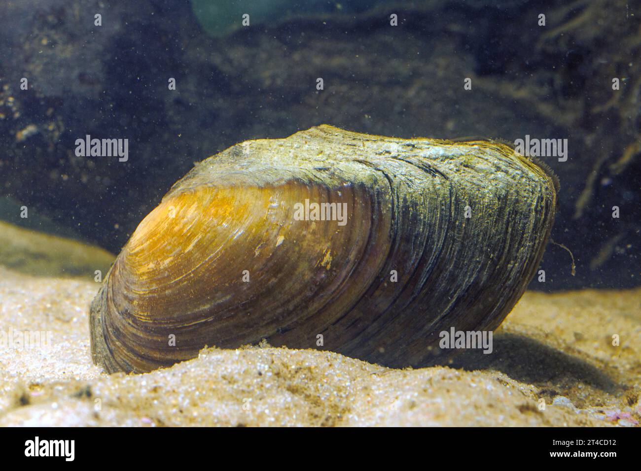 Moule cygnea d'Anodonta, sur terrain sablonneux, Allemagne Banque D'Images