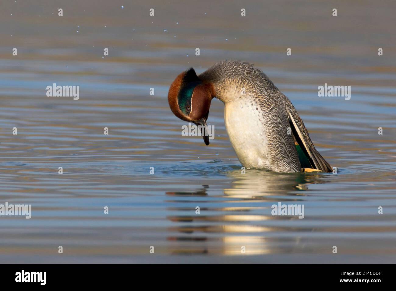 Sarcelle à ailes vertes (Anas crecca), drake regardant dans l'eau, vue latérale, Italie, Toscane Banque D'Images