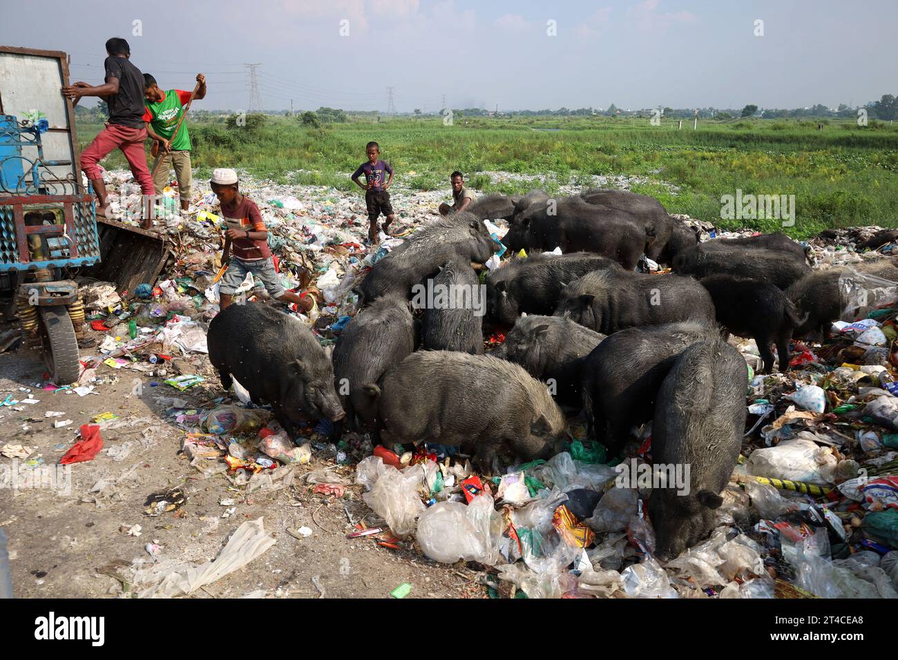 Dhaka, Dhaka, Bangladesh. 30 octobre 2023. Un ouvrier élève des porcs dans une décharge à ordures à Keraniganj, Dhaka. Pour réduire la consommation alimentaire, les porcs sont principalement nourris de saleté dans des tas de déchets. Ces porcs sont généralement élevés pour répondre à la demande de viande. (Image de crédit : © Syed Mahabubul Kader/ZUMA Press Wire) USAGE ÉDITORIAL SEULEMENT! Non destiné à UN USAGE commercial ! Crédit : ZUMA Press, Inc./Alamy Live News Banque D'Images