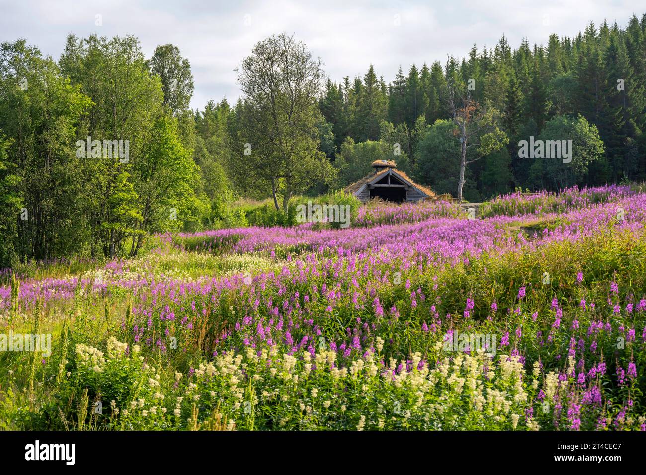 Herbe à feu, fleurs de sally, saule-herbe de Rosebay, grand saule-herbe (Epilobium angustifolium, Chamerion angustifolium), prairie estivale arctique colorée Banque D'Images