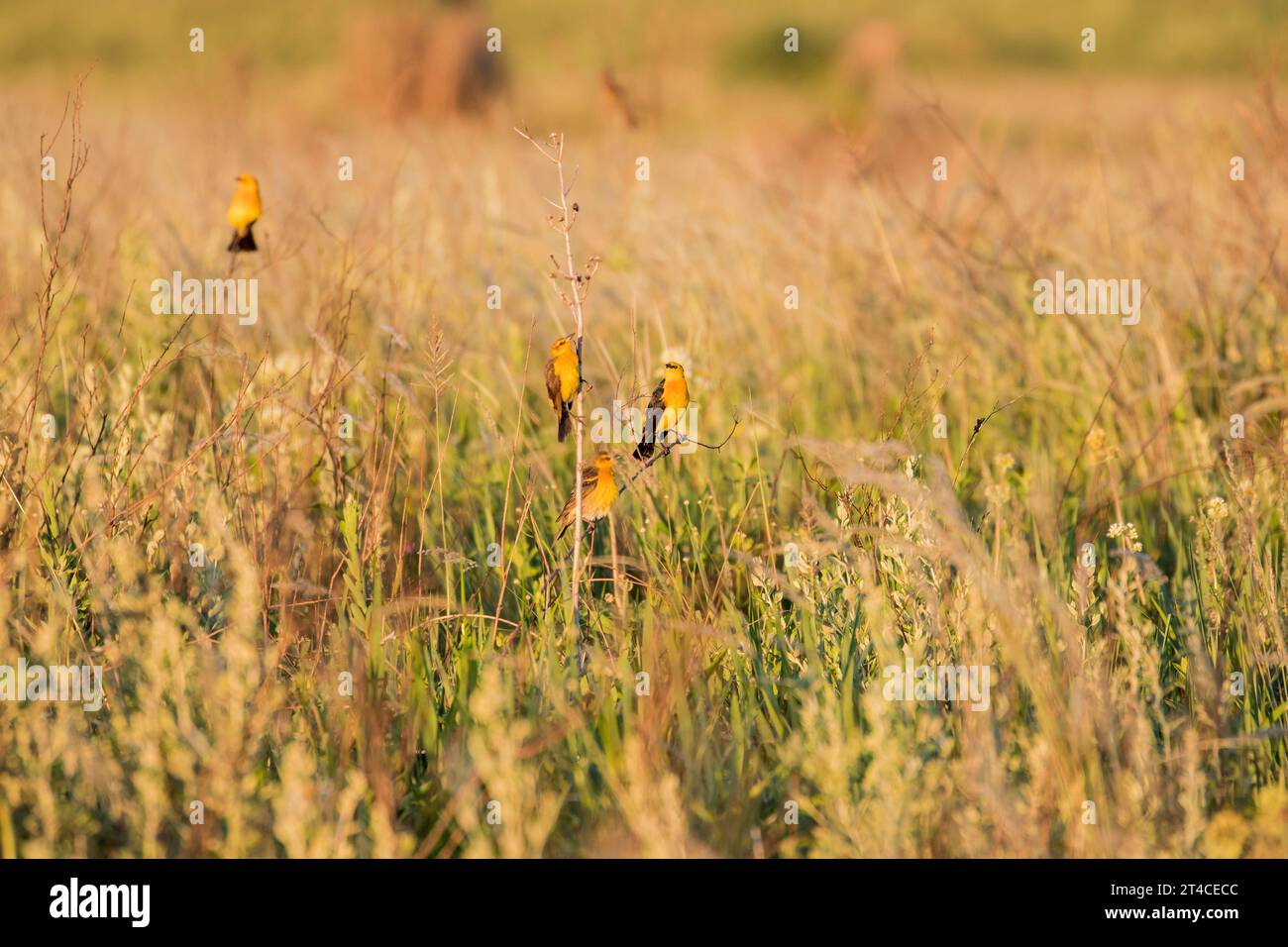 oiseau noir à noix de safran (Xanthopsar flavus), fourrage de troupe sur un champ, Suedamerika Banque D'Images