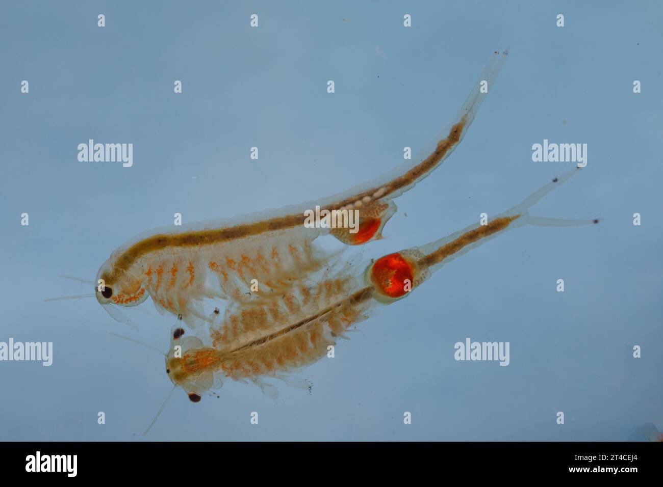 Crevette féérique (Tanymastix stagnalis), deux femelles avec des poches de couvain rouge brique accrocheuses, Allemagne, Bavière, Chiemseemoore Banque D'Images