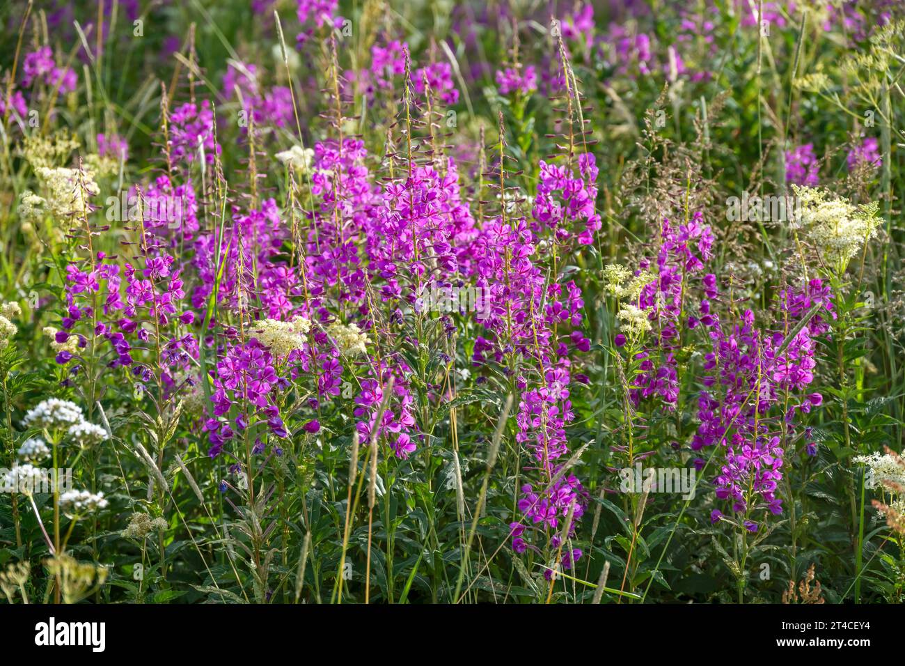Herbe à feu, fleurs de sally, saule-herbe de Rosebay, grand saule-herbe (Epilobium angustifolium, Chamerion angustifolium), prairie estivale arctique colorée Banque D'Images
