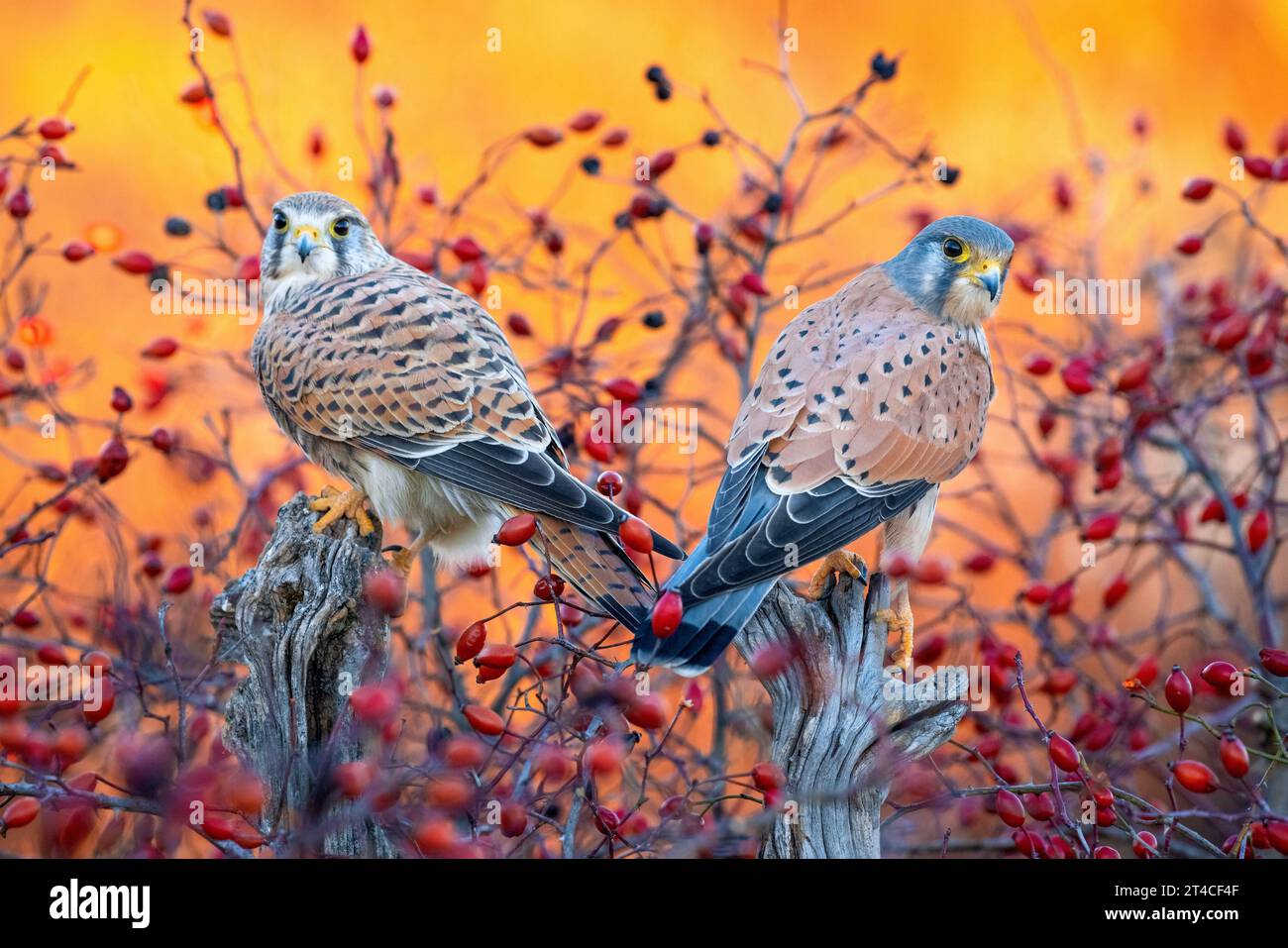 Kestrel européen, Kestrel eurasien, Kestrel de l'ancien monde, Kestrel commun (Falco tinnunculus), couple se perchant sur des belvédères devant un arbuste plein de Banque D'Images