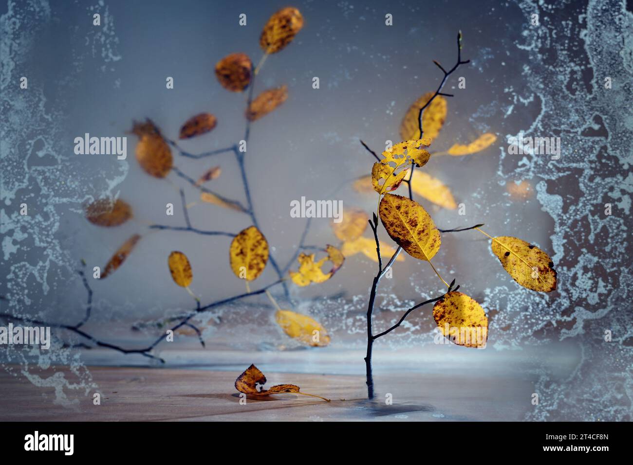 Fines brindilles avec des feuilles d'automne orange doré debout partiellement derrière une plaque de verre dépoli sur un fond bleu gris, nature morte atmosphérique pour Banque D'Images