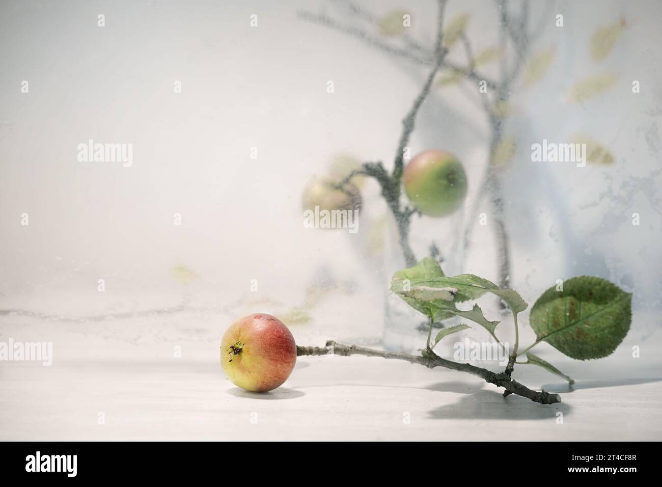 Dernières pommes de l'année, nature morte avec branches d'arbres fruitiers et verre glacé sur fond gris avec espace de copie, saison d'automne et d'hiver, selec Banque D'Images
