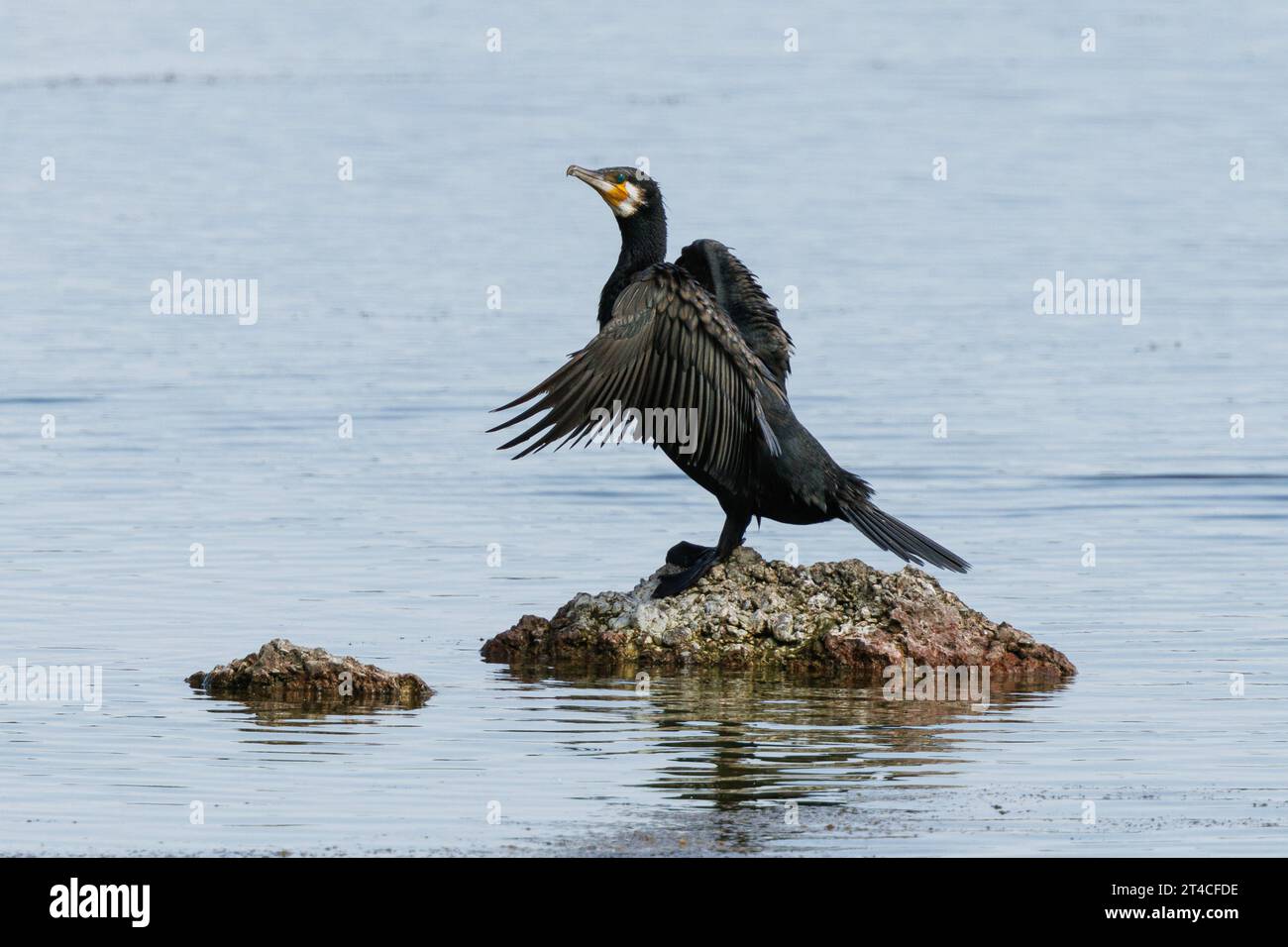 Grand cormoran (Phalacrocorax carbo), perché sur une pierre dans le lac et séchant les ailes, Allemagne, Bavière, Speichersee Banque D'Images