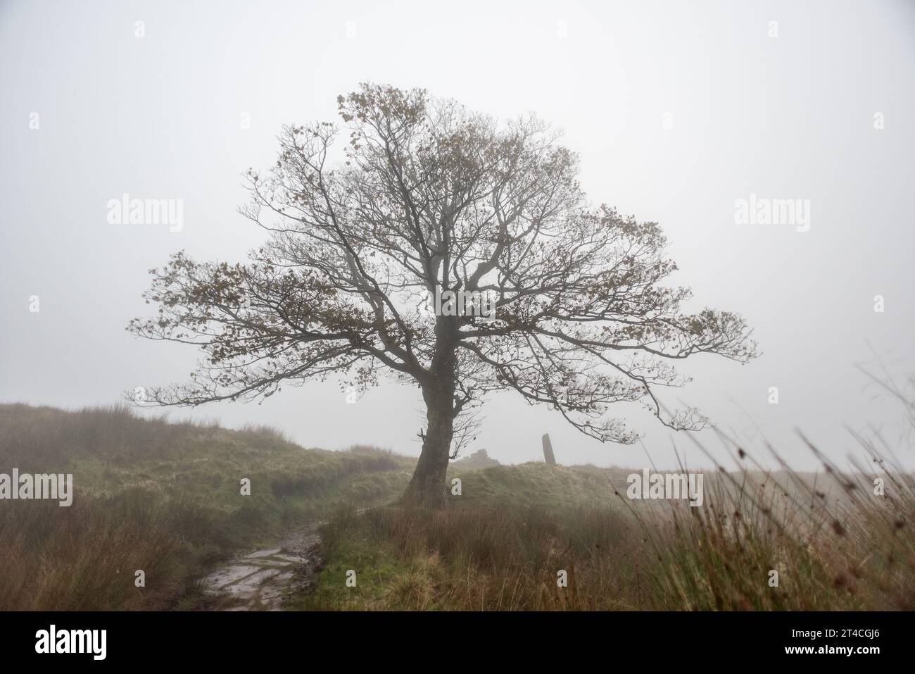 Haworth, 23 octobre 2023 : conditions brumeuses à Top Withens avec des arbres Banque D'Images