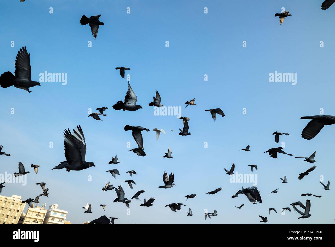 Dubai Creek River Departure Pier, extérieur du bâtiment, foule de Pigeon Flying, personnes voyageant avec une scène de bateau à Dubaï Émirats arabes Unis. Banque D'Images