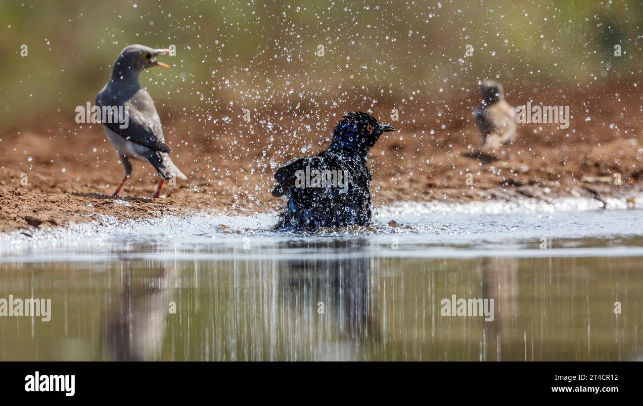 Cape Glossy Starling baignade dans les trous d'eau du parc national Kruger, Afrique du Sud ; famille de sturnidae de espèce Lamprotornis Banque D'Images